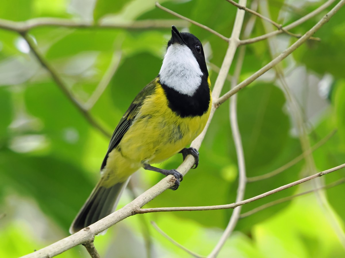 Golden Whistler (Eastern) - ML643261687