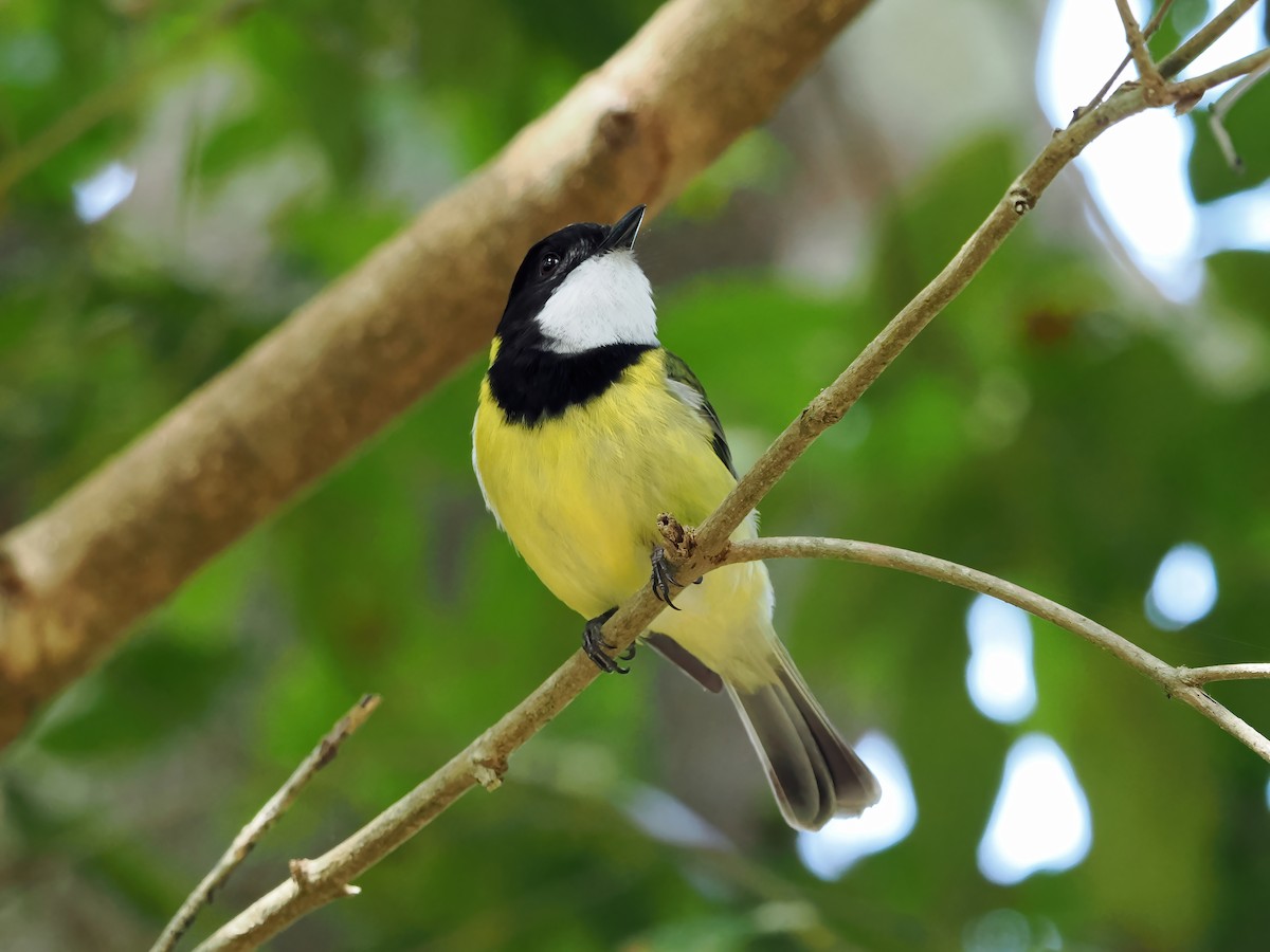 Golden Whistler (Eastern) - ML643261688