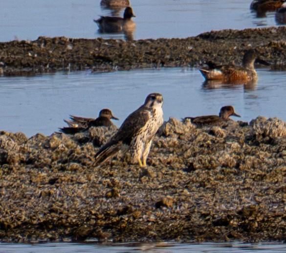 Prairie Falcon - ML643261689