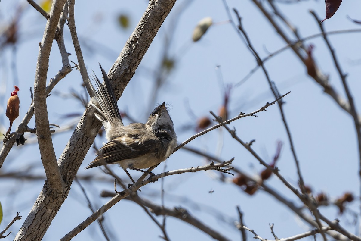 Mangrove Fantail - ML643261701