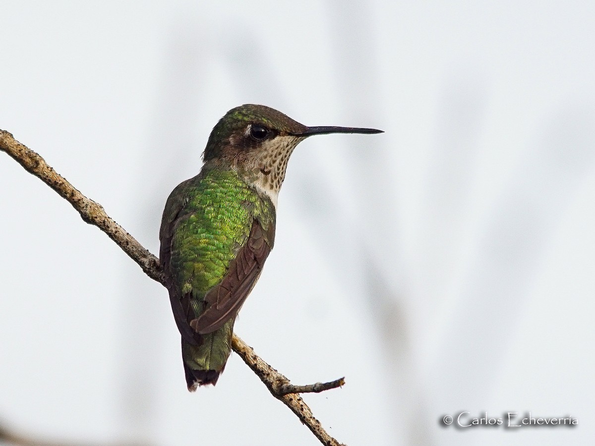 Ruby-throated Hummingbird - ML64326171