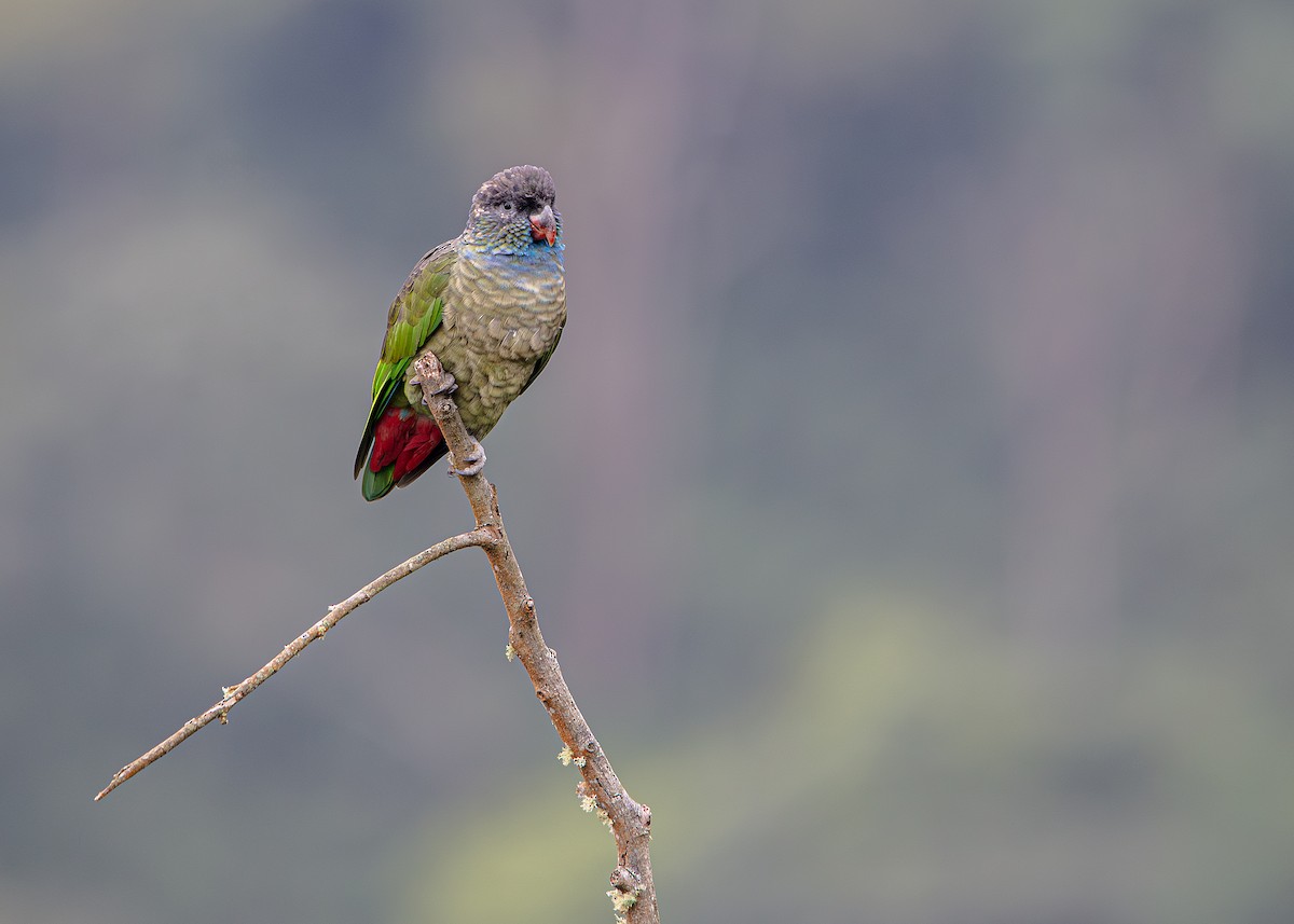 Red-billed Parrot - ML643261721