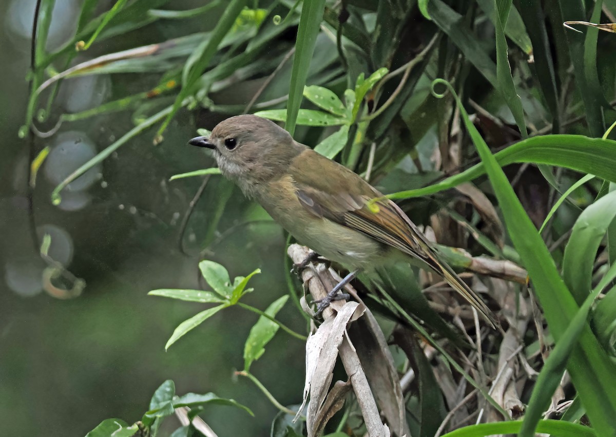 Golden Whistler (Eastern) - ML643261749