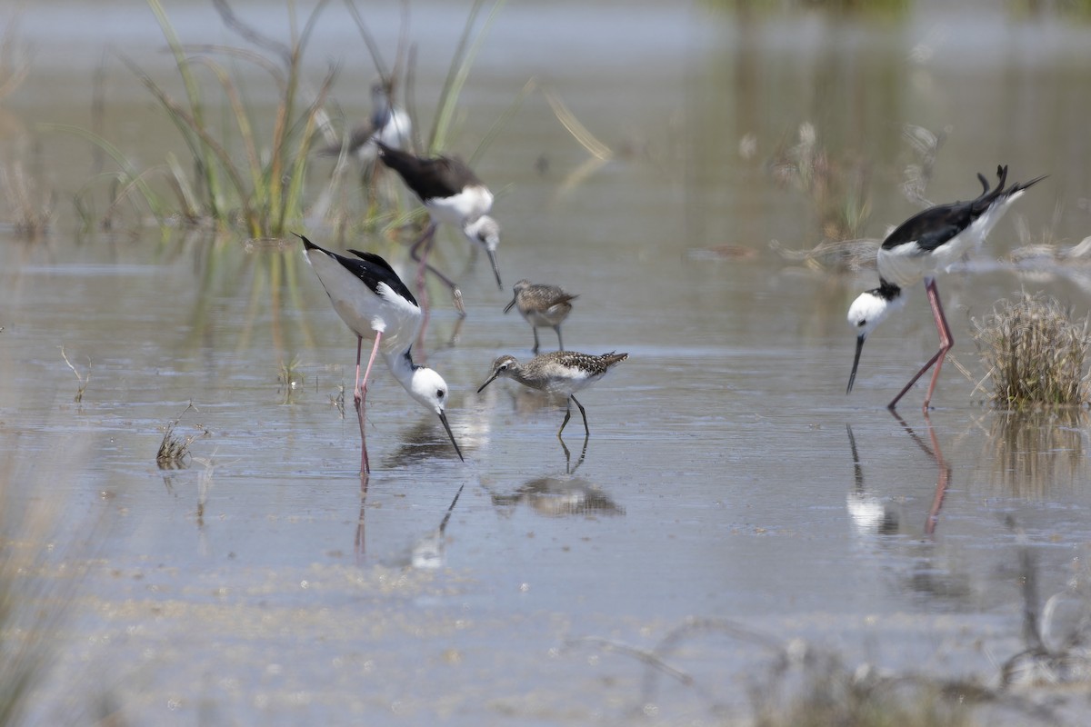 Pied Stilt - ML643261754