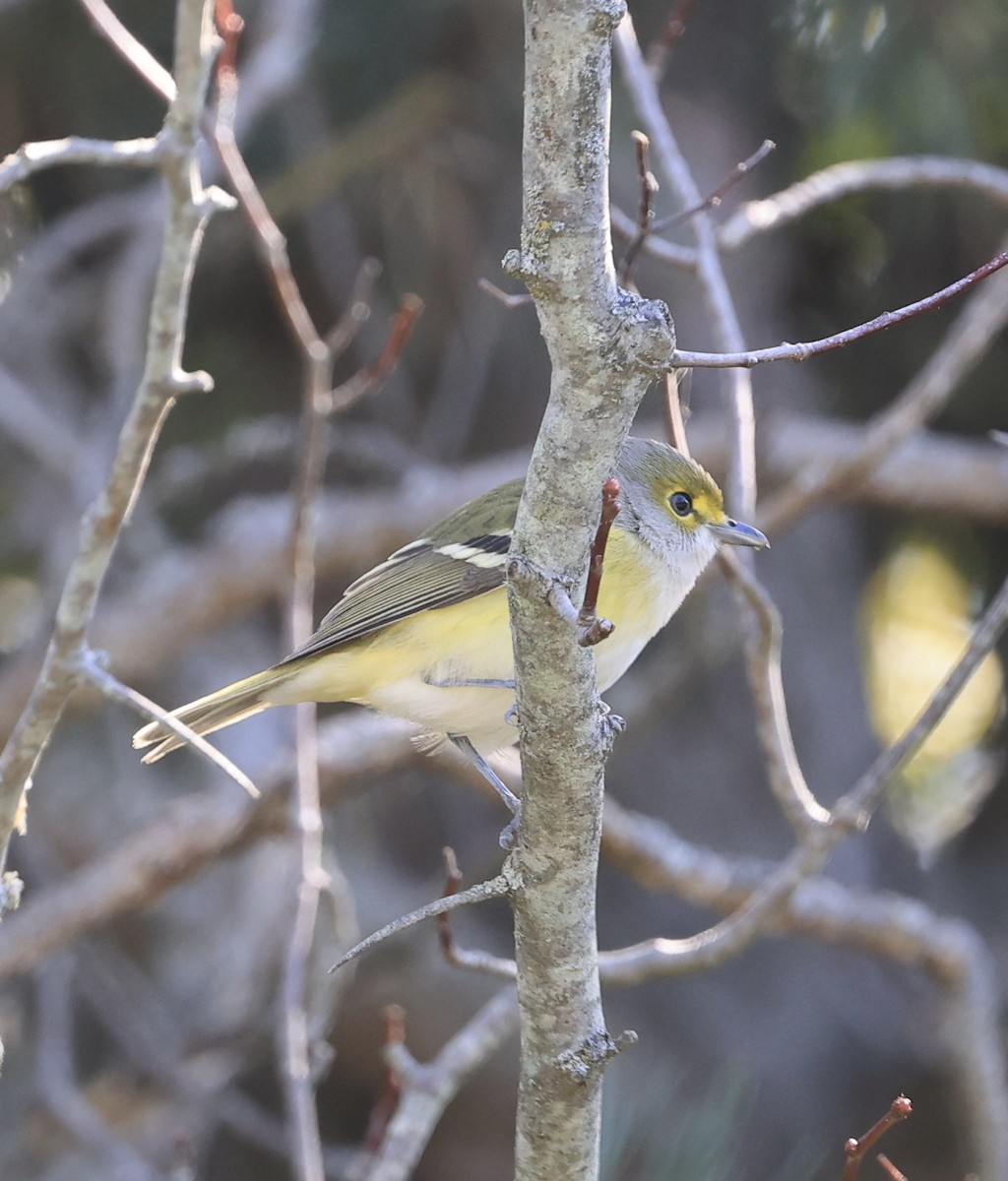 White-eyed Vireo - ML643261757