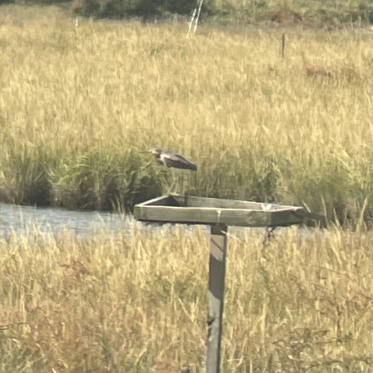 Tricolored Heron - ML643261758