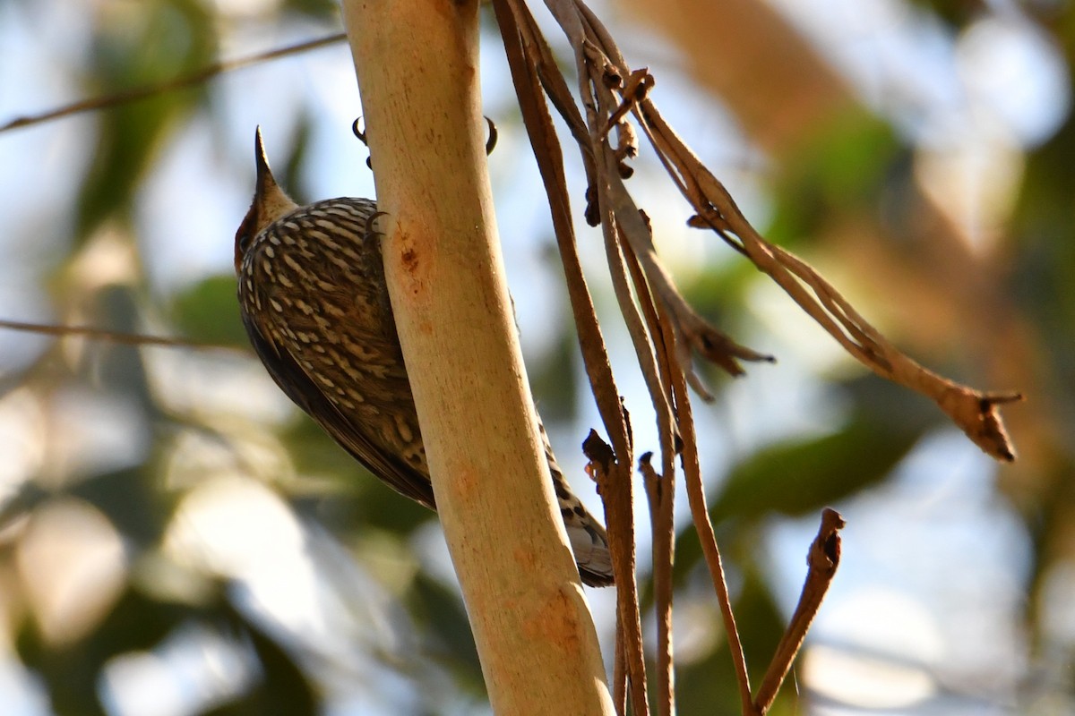 Red-browed Treecreeper - ML643261786