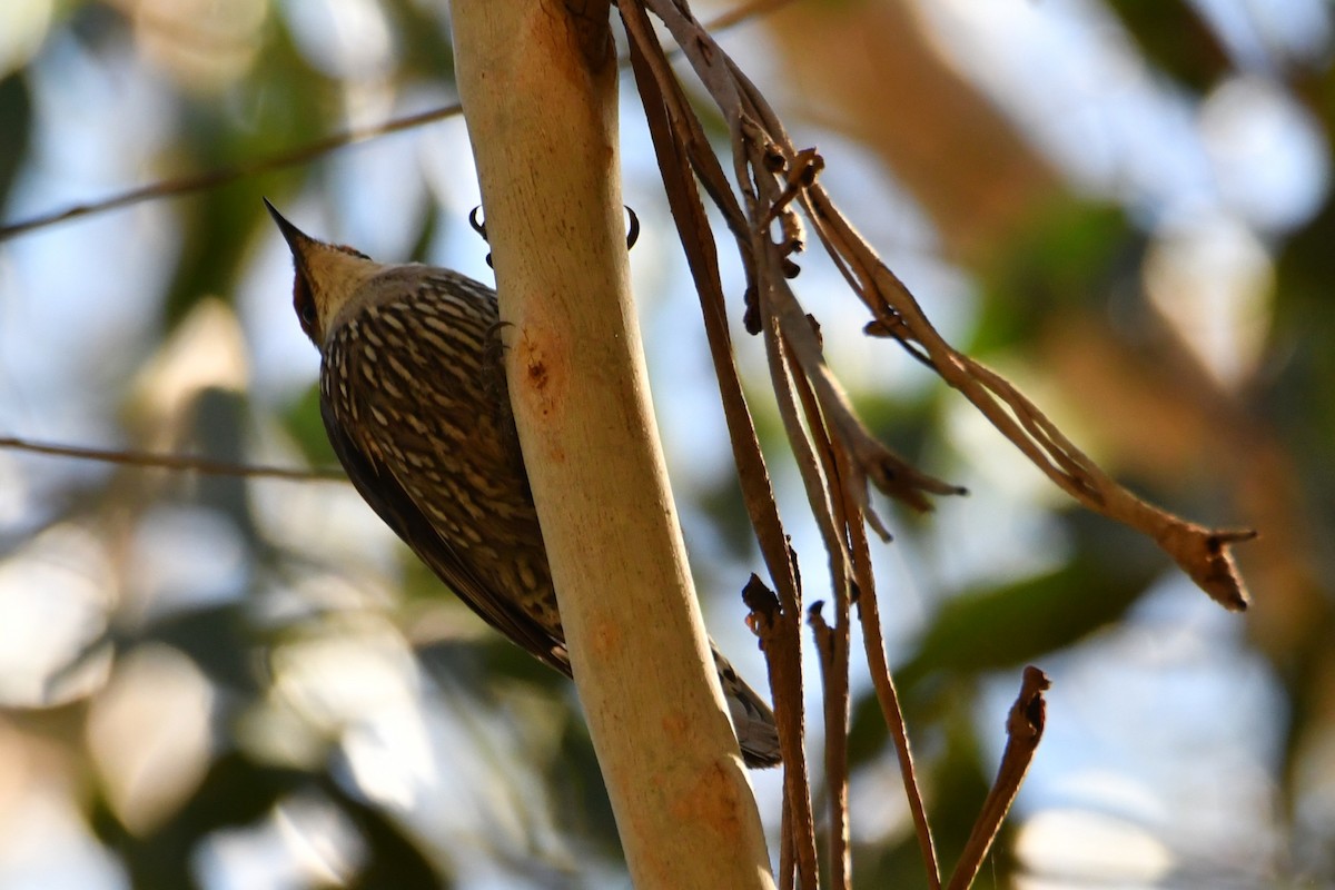 Red-browed Treecreeper - ML643261787