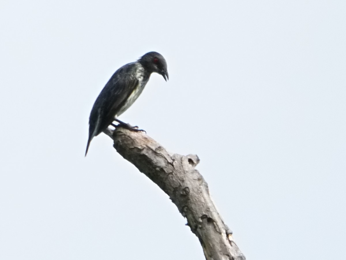 Asian Glossy Starling - ML643261793