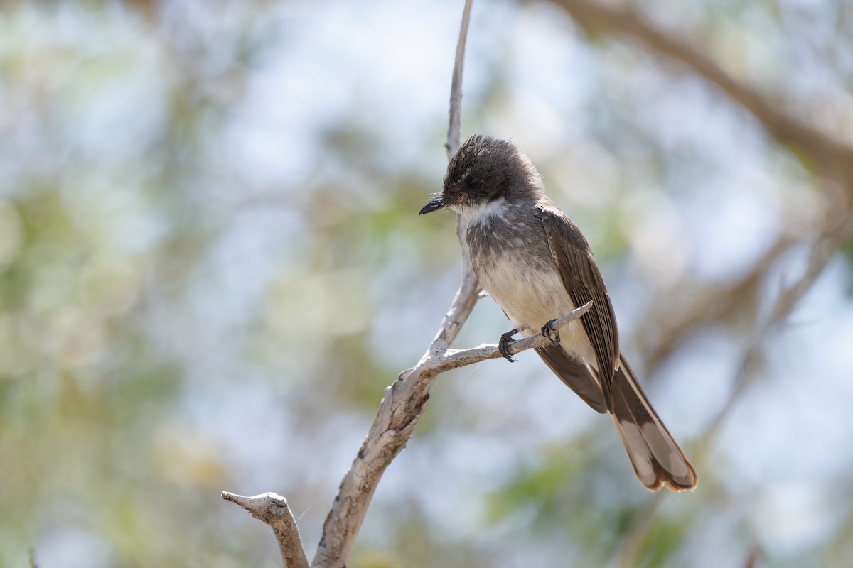 Northern Fantail - ML643261794
