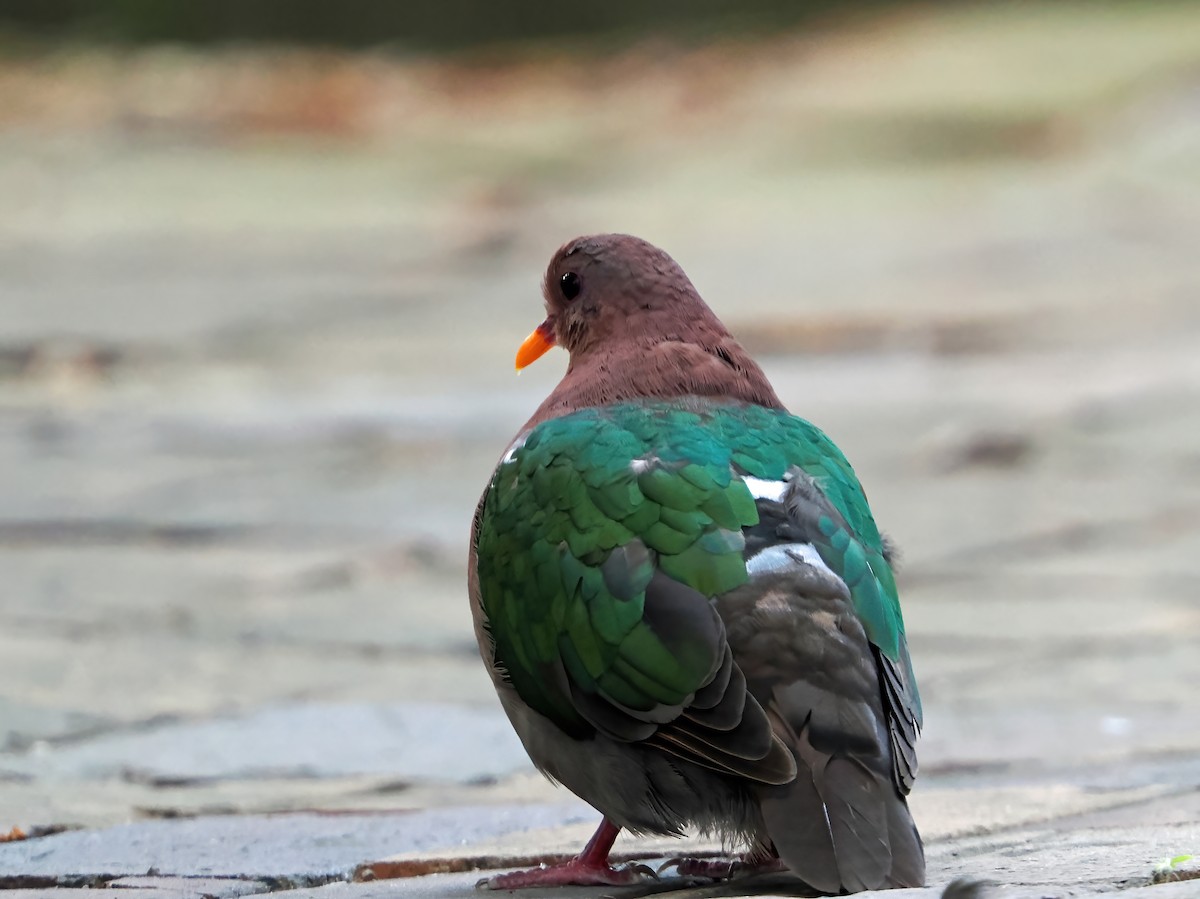 Pacific Emerald Dove - ML643261807