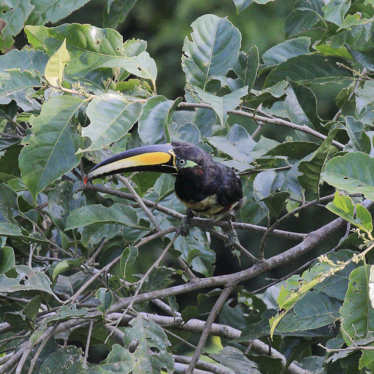 Many-banded Aracari - ML643261809