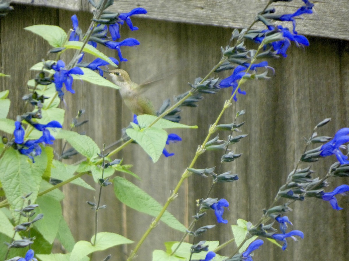 ノドグロハチドリ - ML643261811