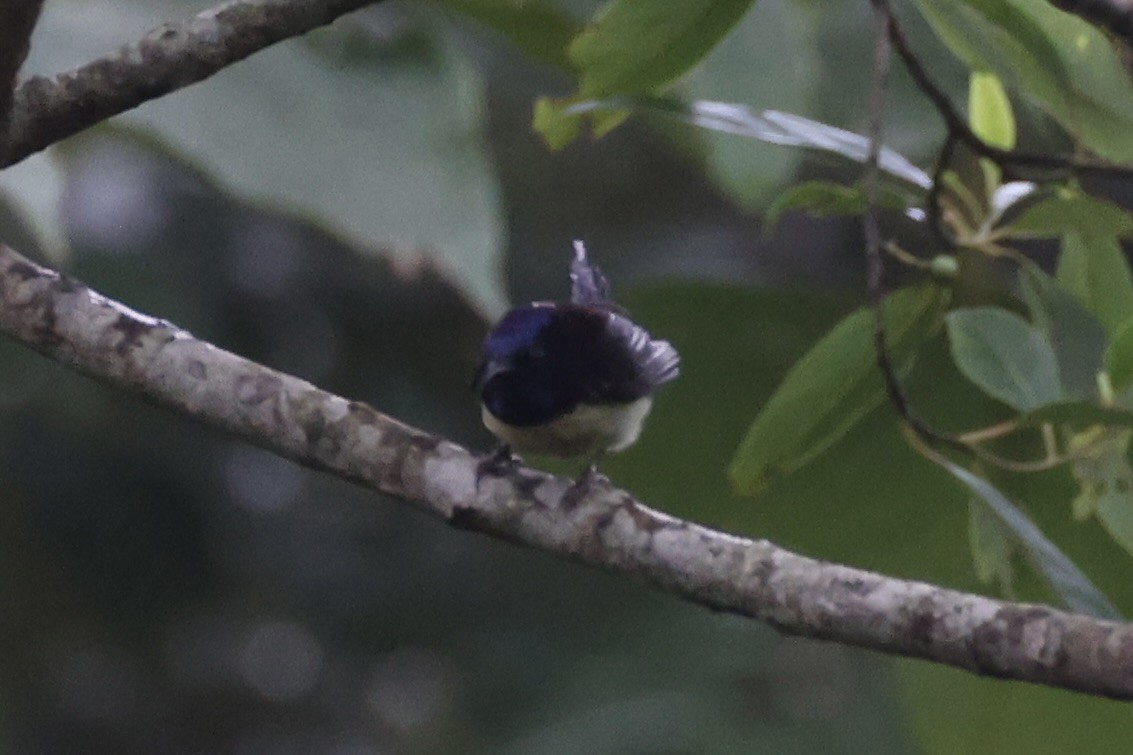 Black-throated Sunbird - ML643261815