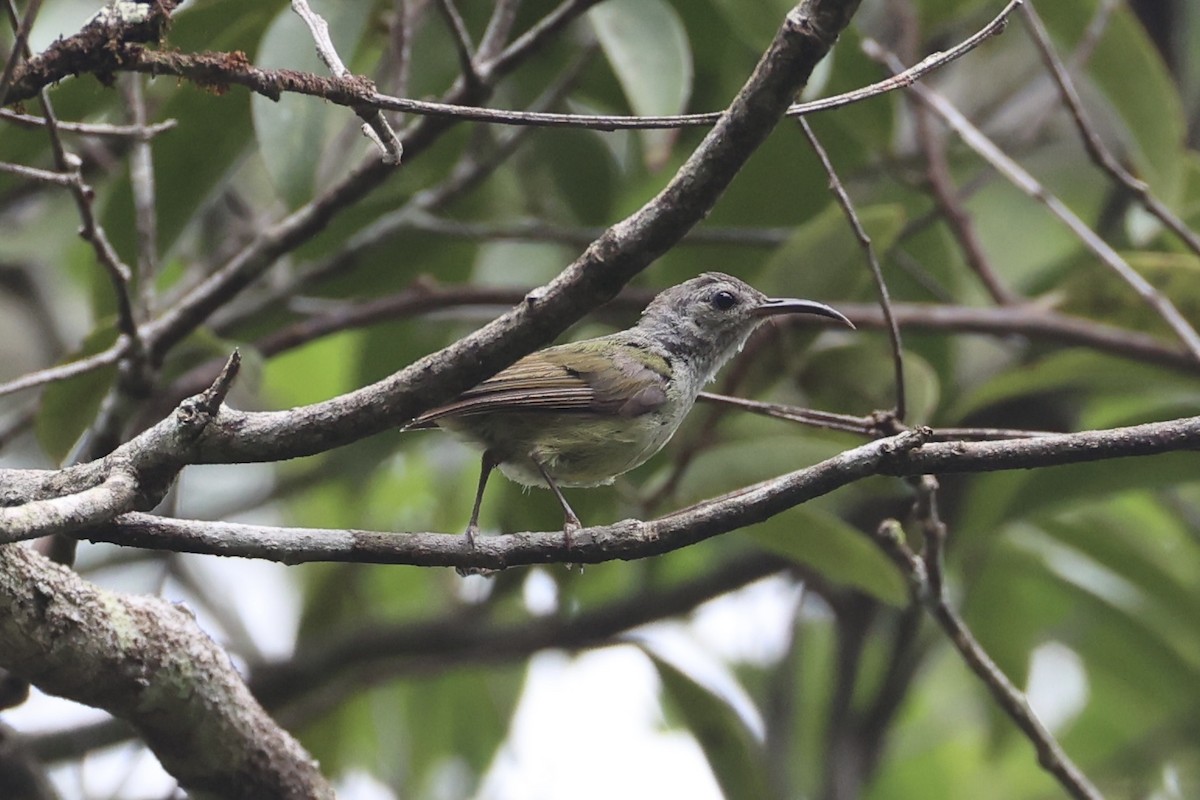 Black-throated Sunbird - ML643261816