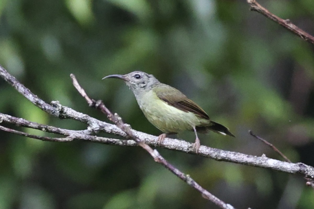 Black-throated Sunbird - ML643261817