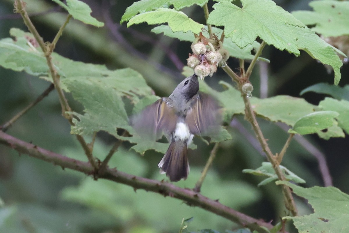 Black-throated Sunbird - ML643261818