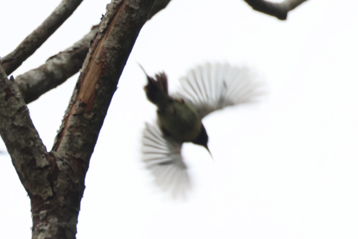 Black-throated Sunbird - ML643261819