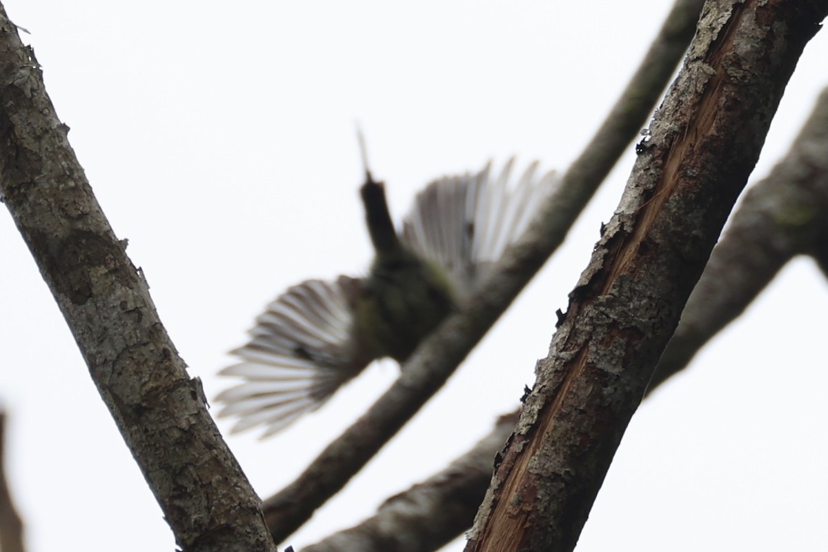 Black-throated Sunbird - ML643261820