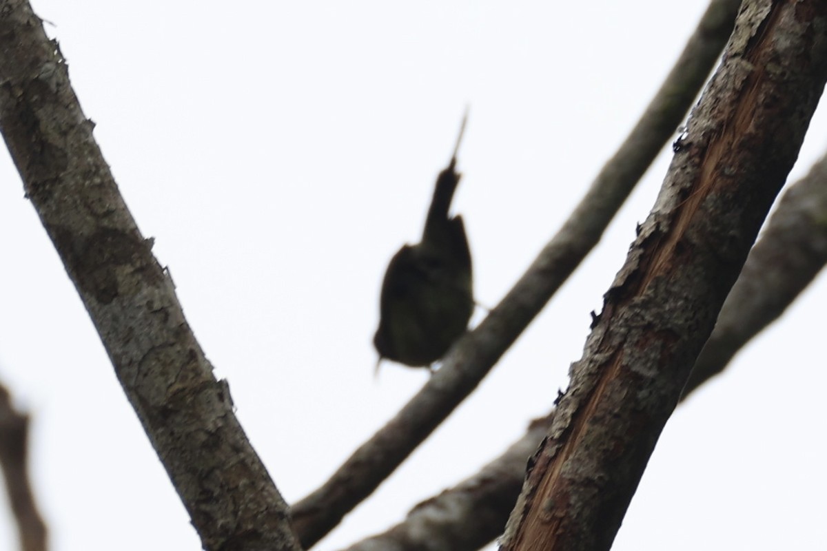 Black-throated Sunbird - ML643261821