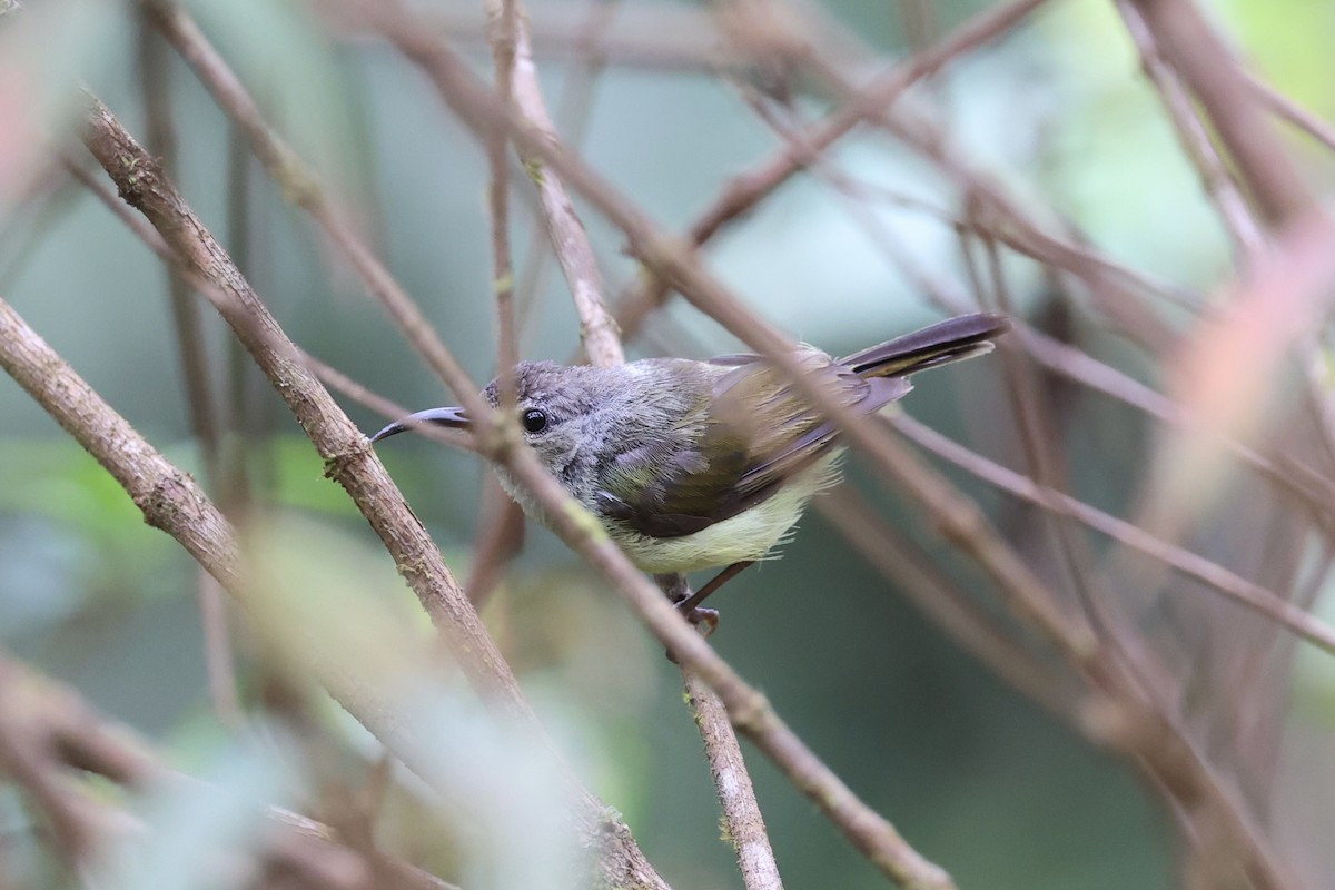 Black-throated Sunbird - ML643261822