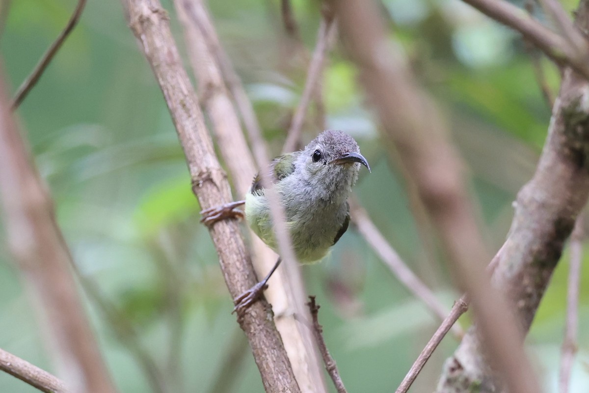 Black-throated Sunbird - ML643261823