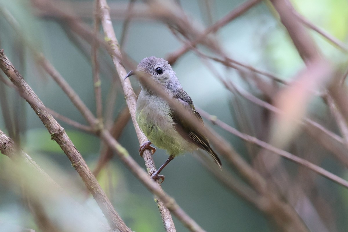Black-throated Sunbird - ML643261824