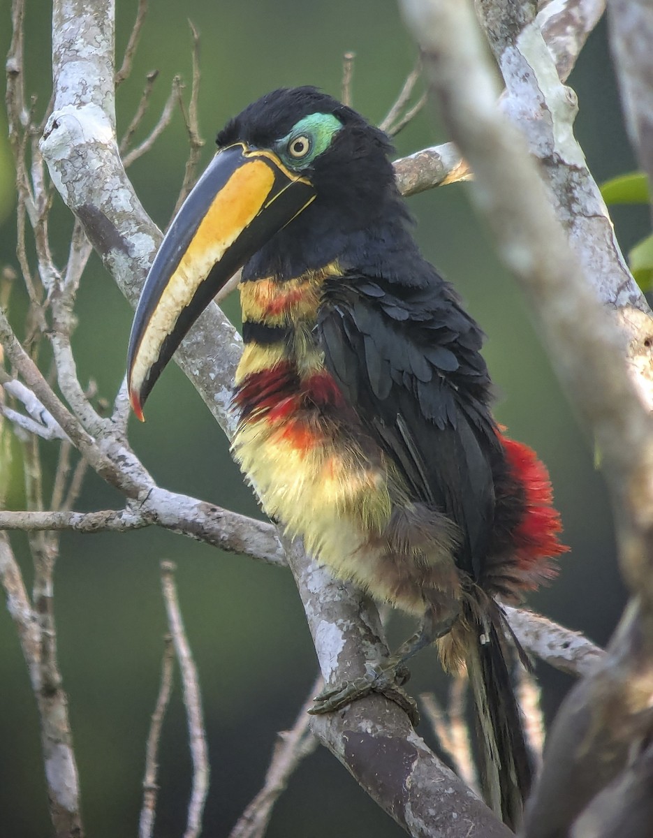 Many-banded Aracari - ML643261825