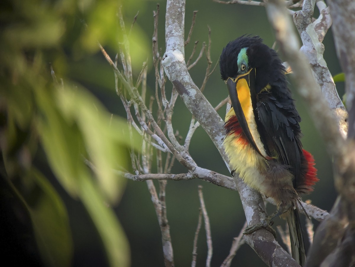 Many-banded Aracari - ML643261826