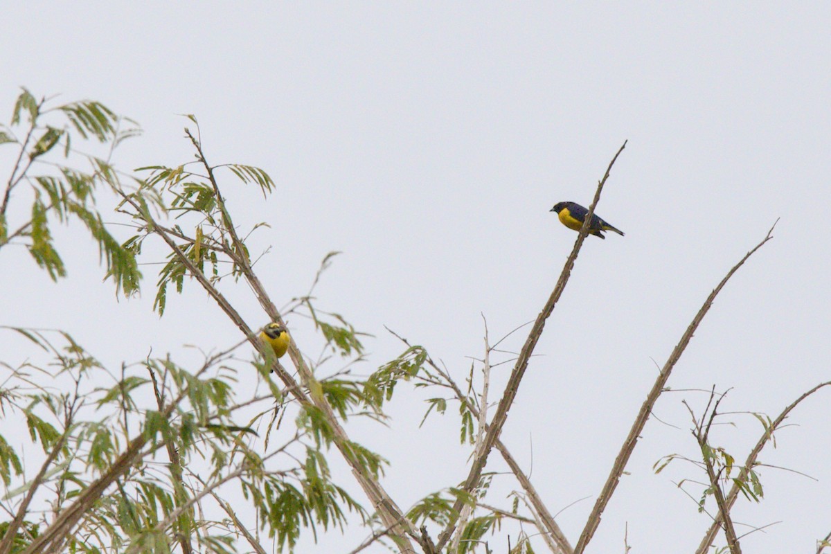 Purple-throated Euphonia - ML643261858