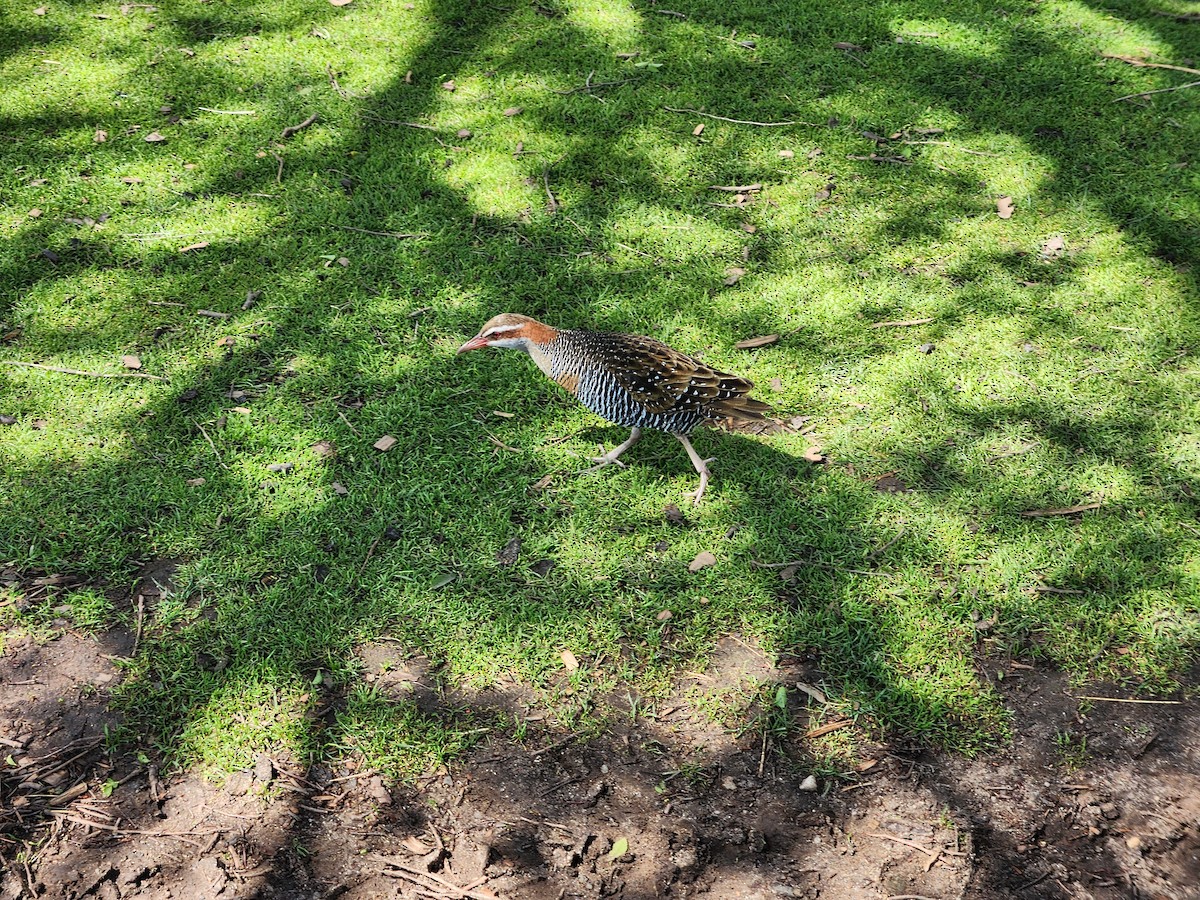 Buff-banded Rail - ML643261861