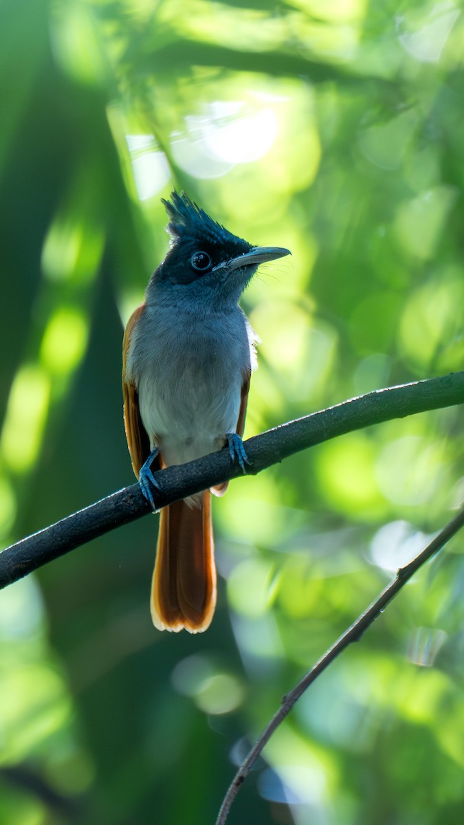 Indian Paradise-Flycatcher - ML643261862