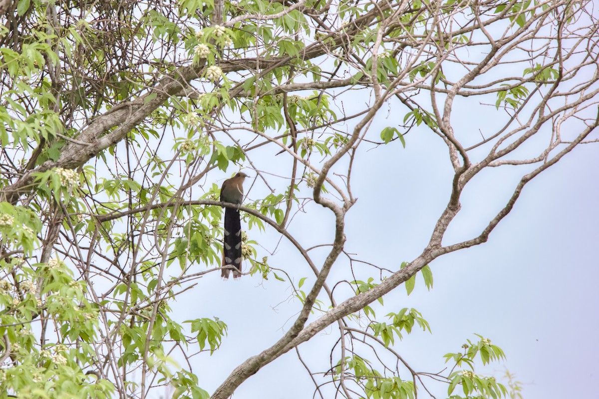 Squirrel Cuckoo - ML643261863