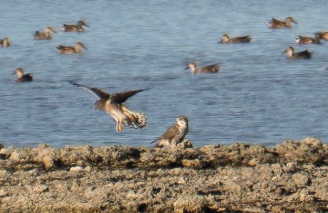 Prairie Falcon - ML643261864