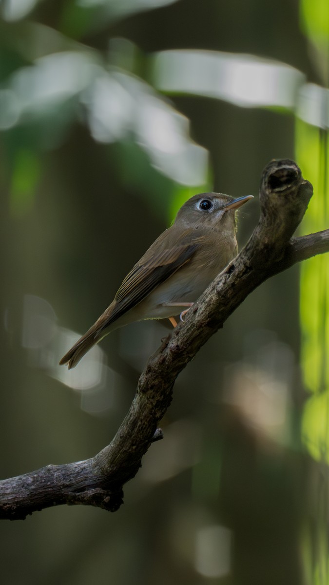 Brown-breasted Flycatcher - ML643261866