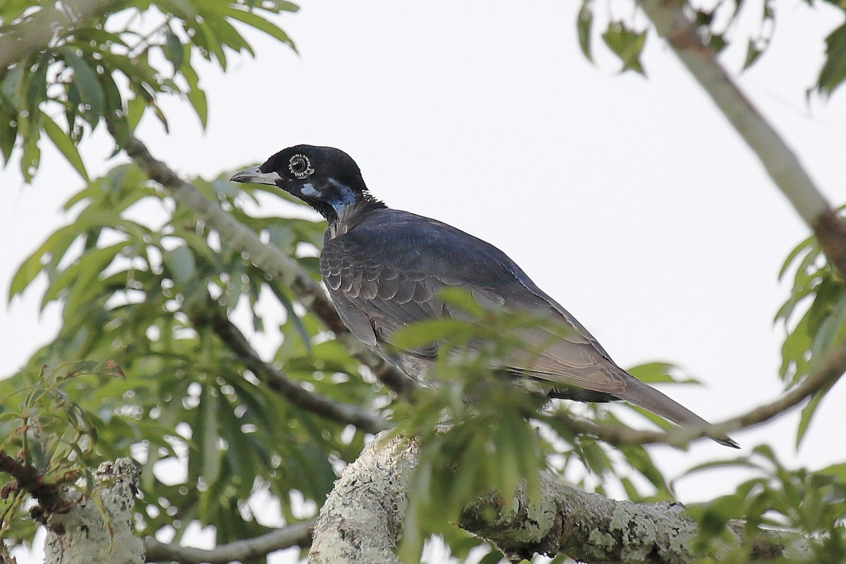 Bare-necked Fruitcrow - ML643261870