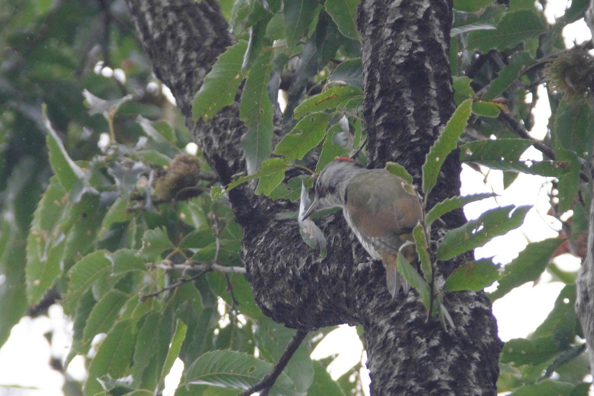 Japanese Woodpecker - ML643261877