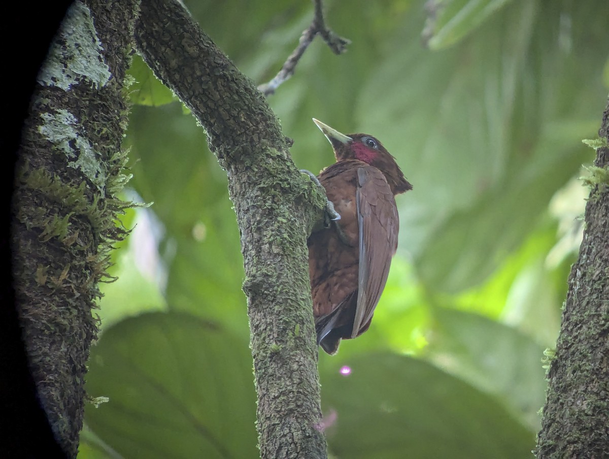 Waved Woodpecker - ML643261908