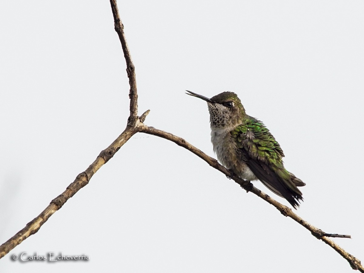 Ruby-throated Hummingbird - ML64326191