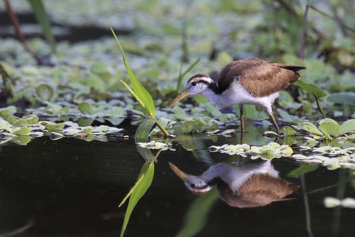 Wattled Jacana - ML643261919