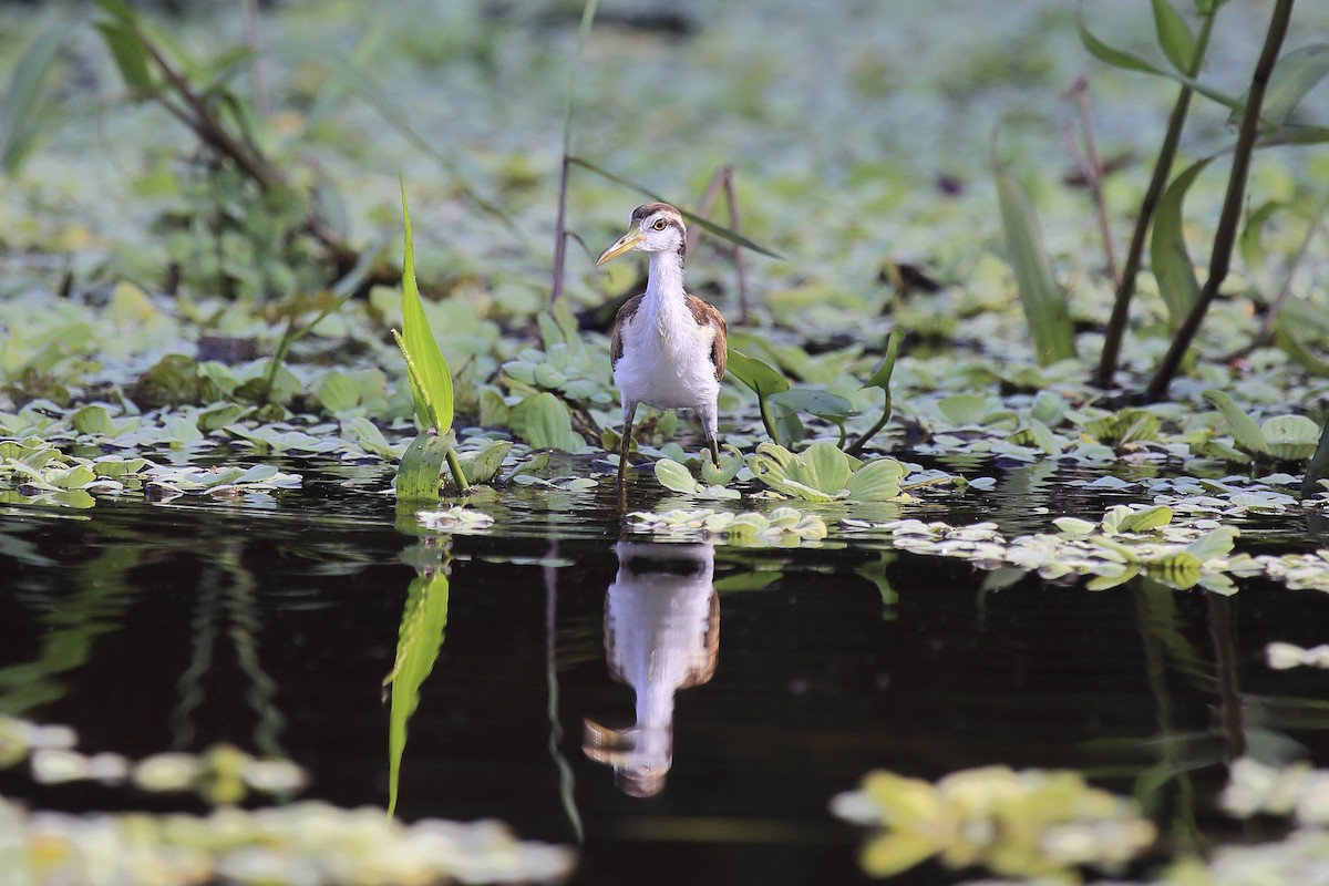 Wattled Jacana - ML643261920