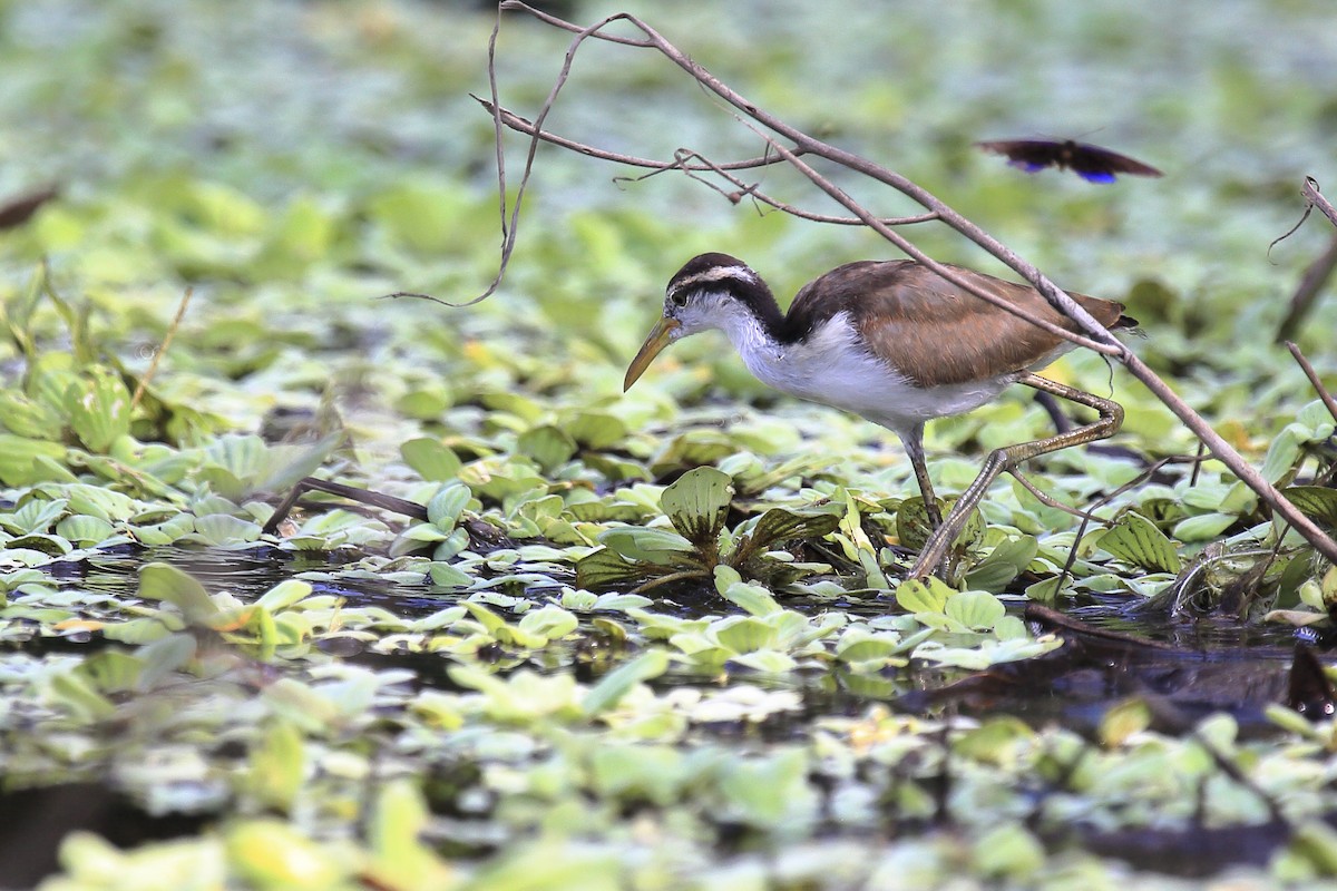 Wattled Jacana - ML643261921