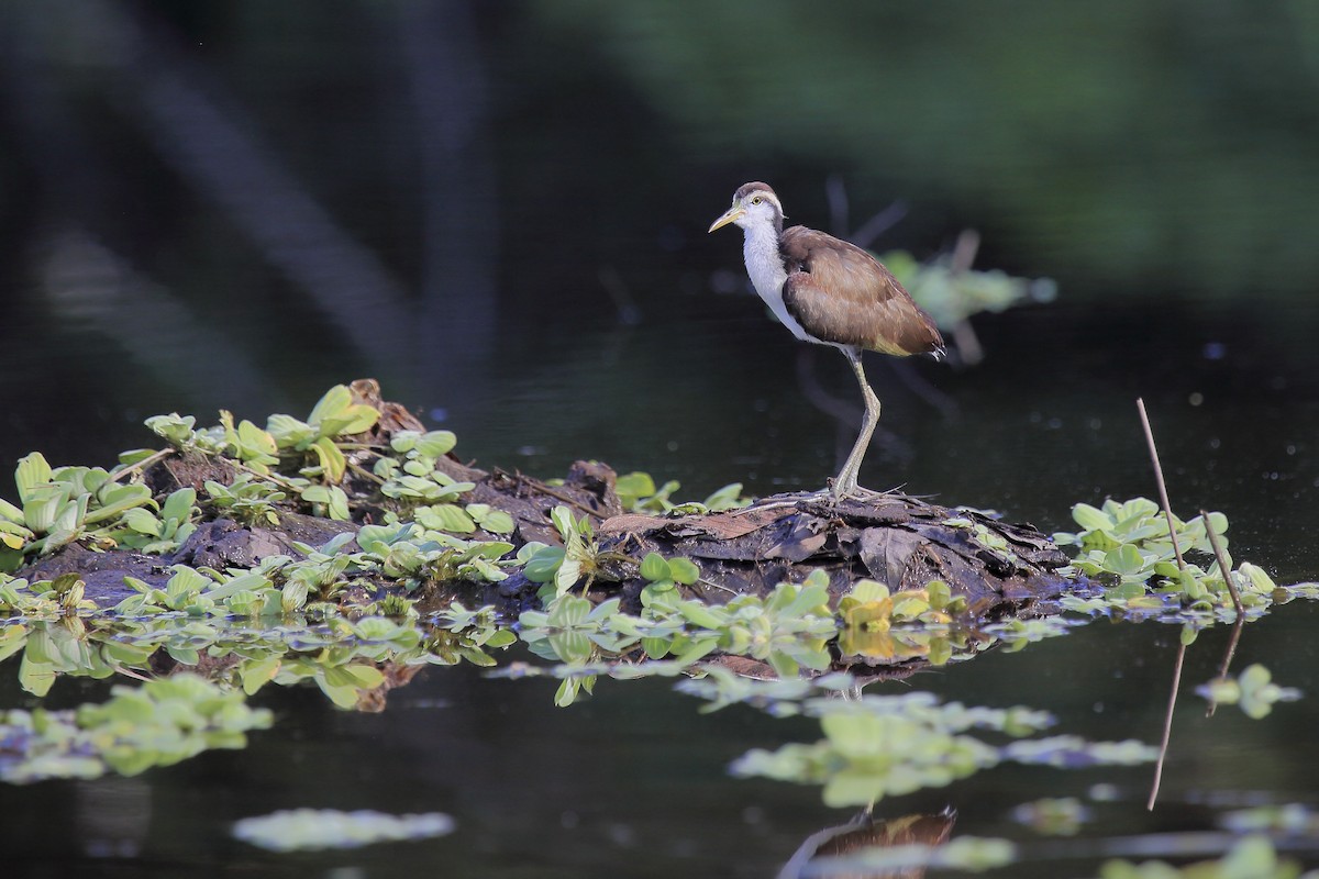 Wattled Jacana - ML643261922