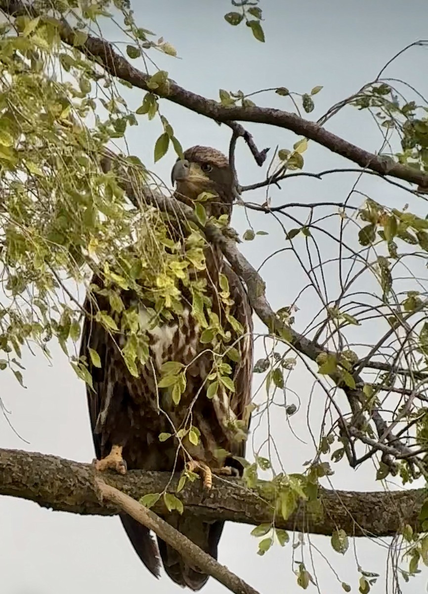 Bald Eagle - ML643261923