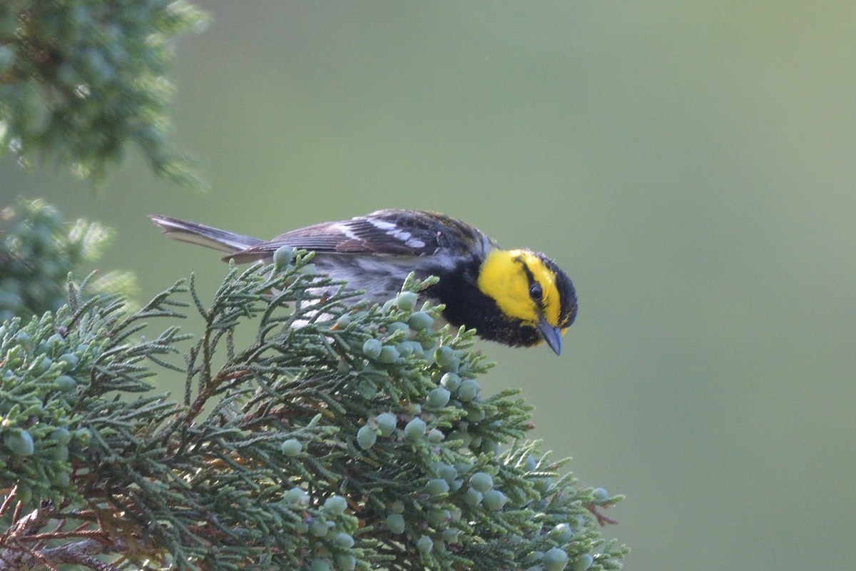 Golden-cheeked Warbler - ML643261933