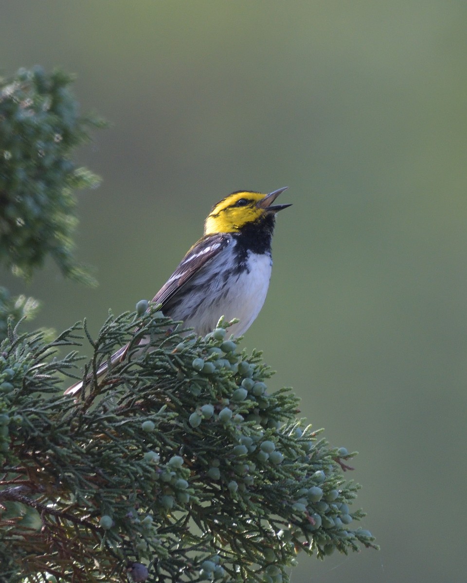 Golden-cheeked Warbler - ML643261934