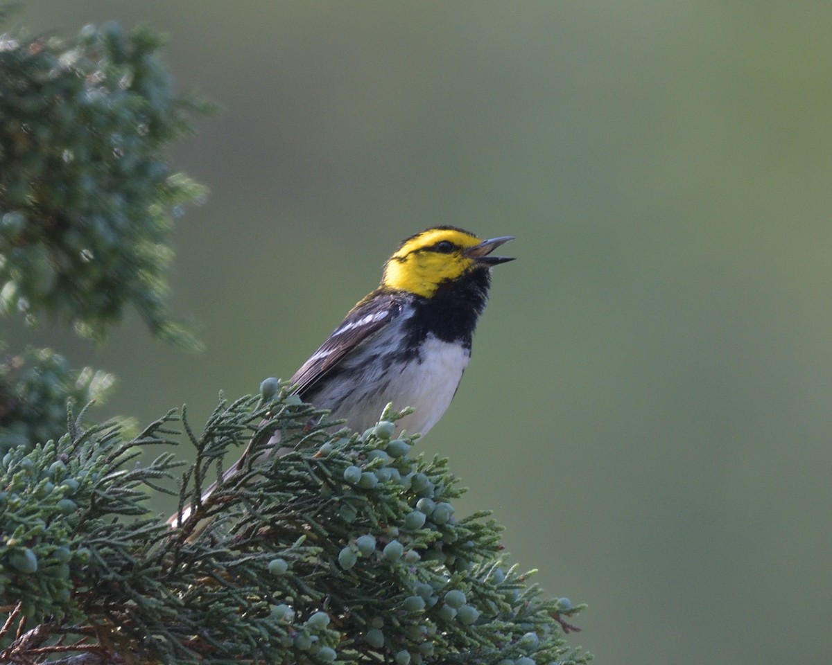 Golden-cheeked Warbler - ML643261935