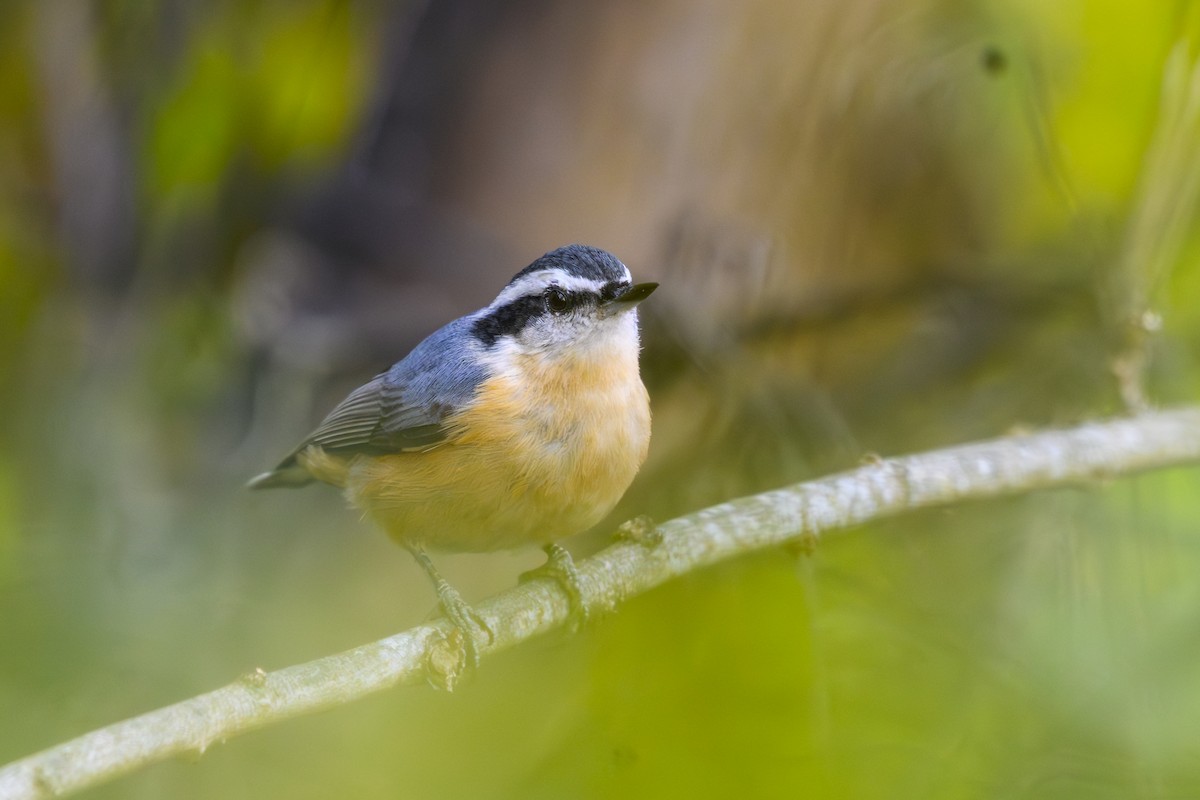 Red-breasted Nuthatch - ML643261950