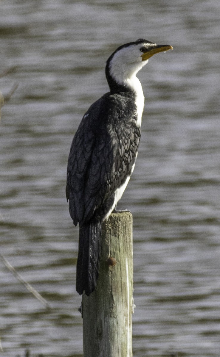 Little Pied Cormorant - ML643261954