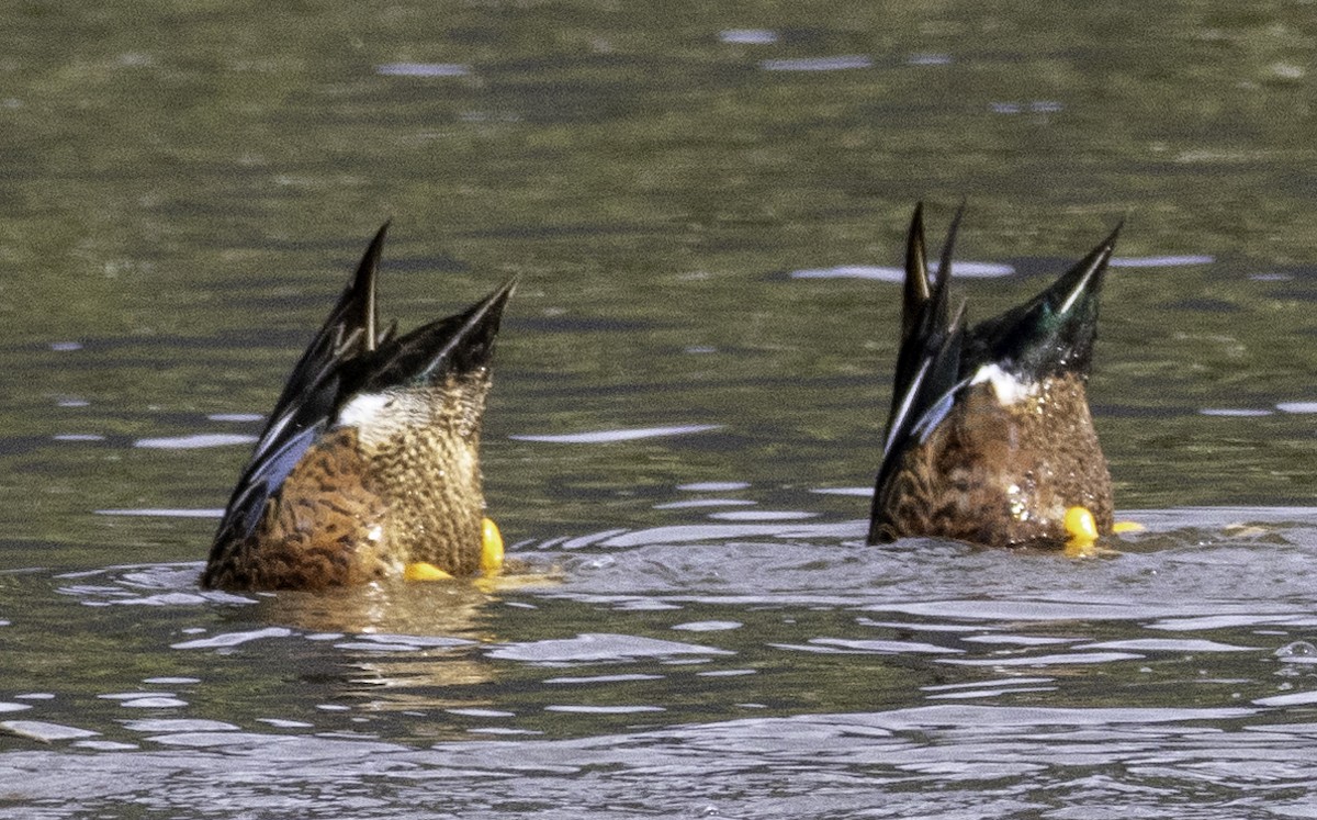 Australasian Shoveler - ML643261969